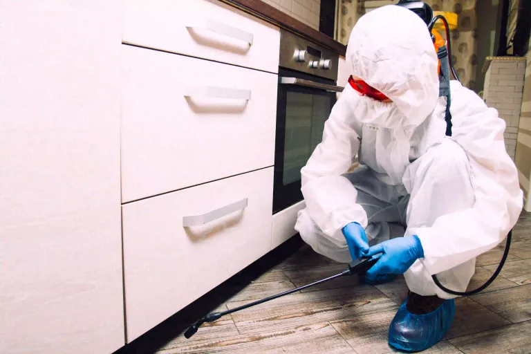 مكافحة حشرات حولي - 965 517 60613