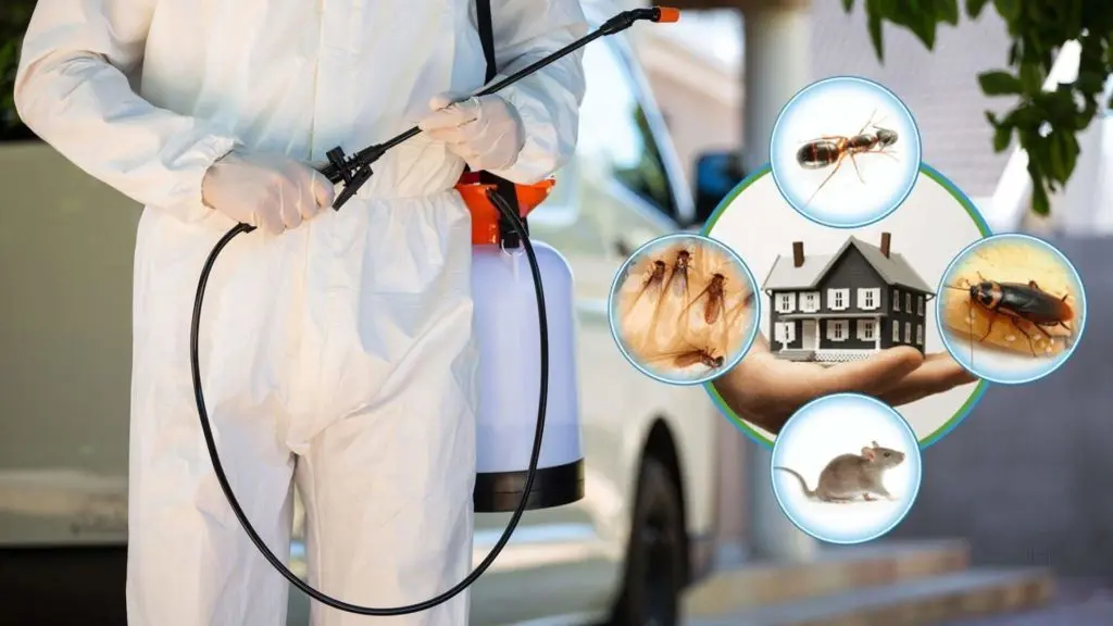 شركة الحشرات -51760613