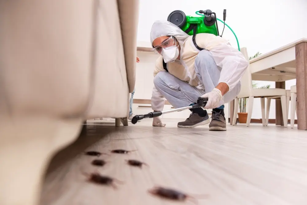 افضل شركة مكافحة حشرات -51760613